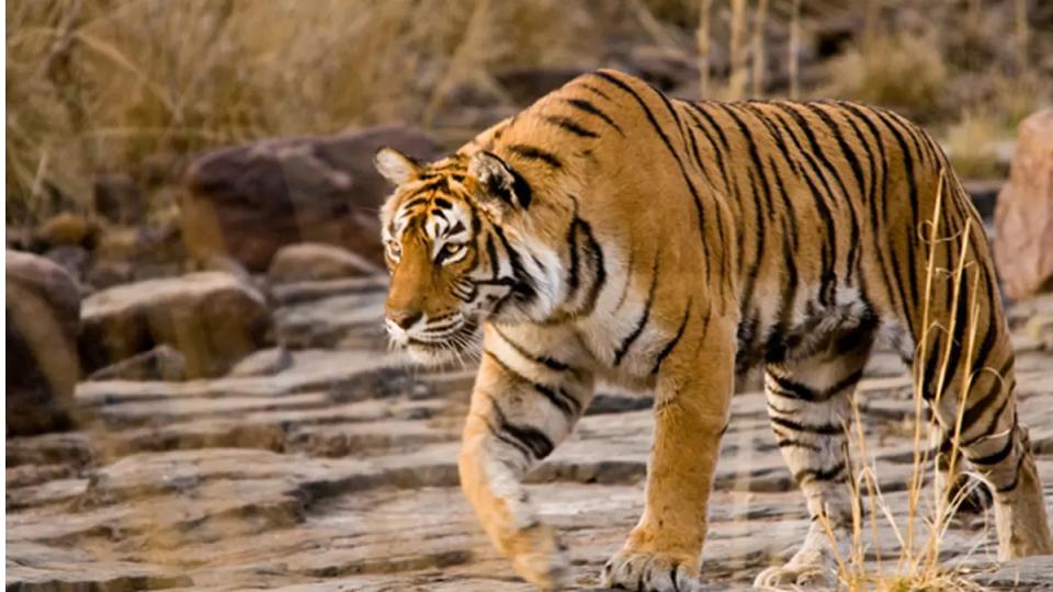 Odisha Villagers in Panic After Tiger Pugmarks Spotted