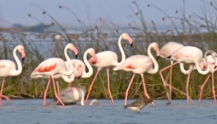 over11lakhmigratorybirdsvisitchilikalakeinodisha