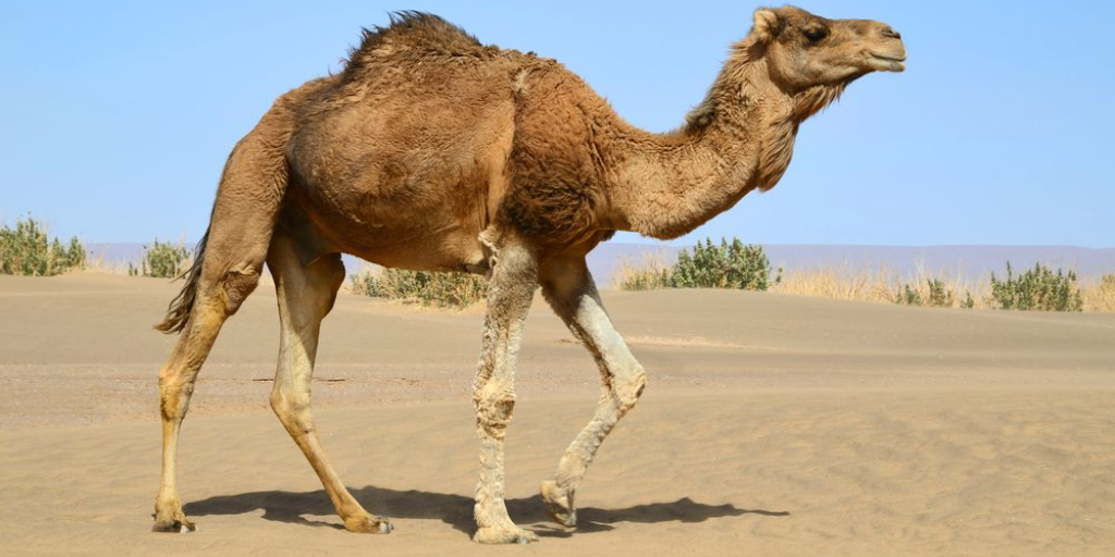 Gujarat-Rajasthan to collect camel milk for medicinal use: HM Amit Shah