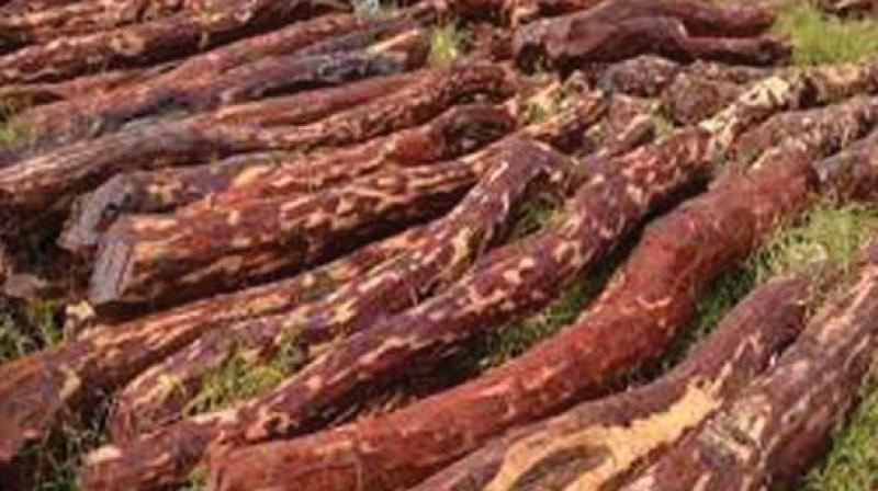 Red Sanders Smuggler Nabbed in Andhra Pradesh