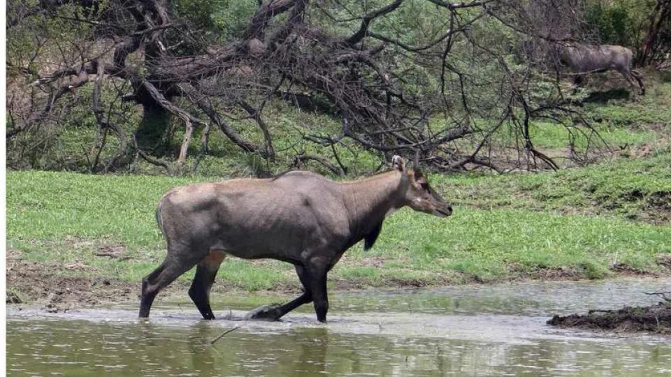 Four-year-old girl killed as nilgai jumps into moving car in MP