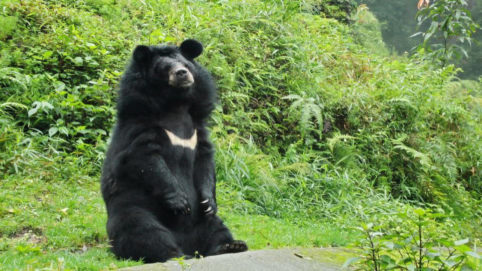 tragic!bearmaulscaretakertodeathinvizagzoo