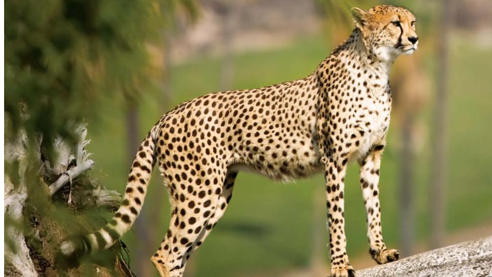 India To Get 8 Cheetahs From Botswana 