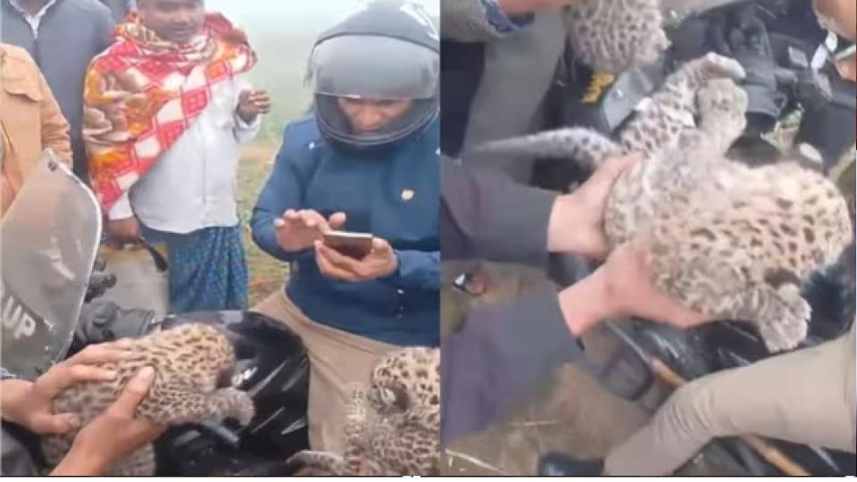 peoplefind2leopardcubsinupsgangdaspurholdtheminhands