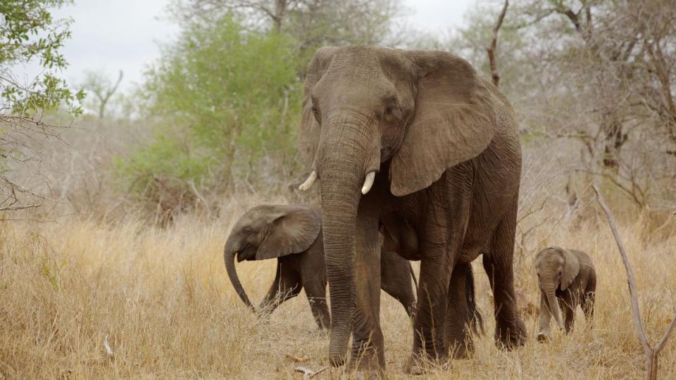 threeelephantsdieofgoodstraincollisioninnorthbengal