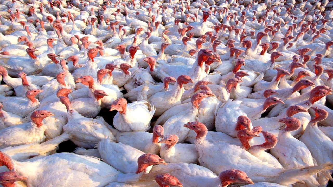 around12statesconfirminfectionofbirdflu