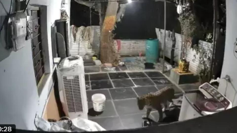 Leopard Spotted Near Patalaganga Path in Andhra Pradesh