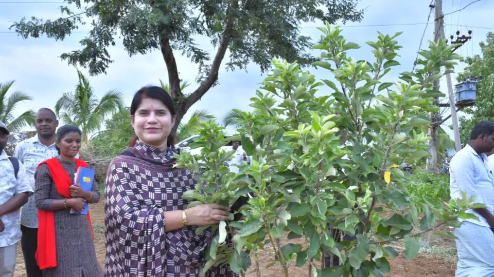 Apple, Avocado Farming Takes Root In Rayalaseema