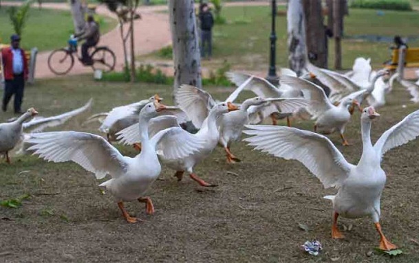 avianflukillsseveralbirdsatupskanpurzoo