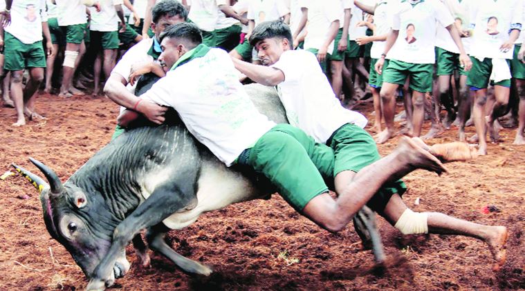 jallikattu:twospectatorsdiedintamilnadu