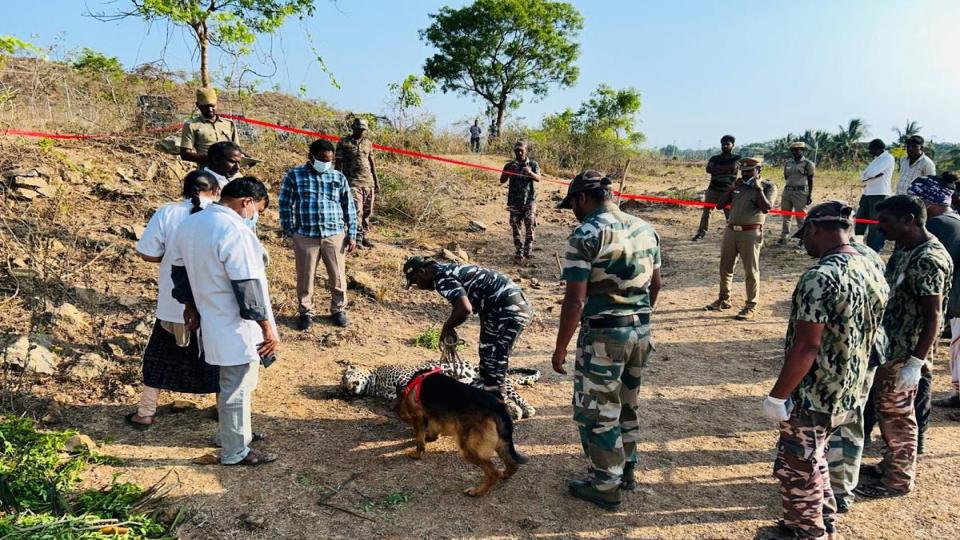 leopardfounddeadatsathyamangalamtigerreserveintamilnadu