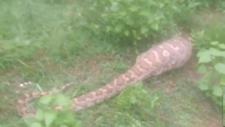 12ftlongpythonentersvillaswallowsgoatinodisharescued