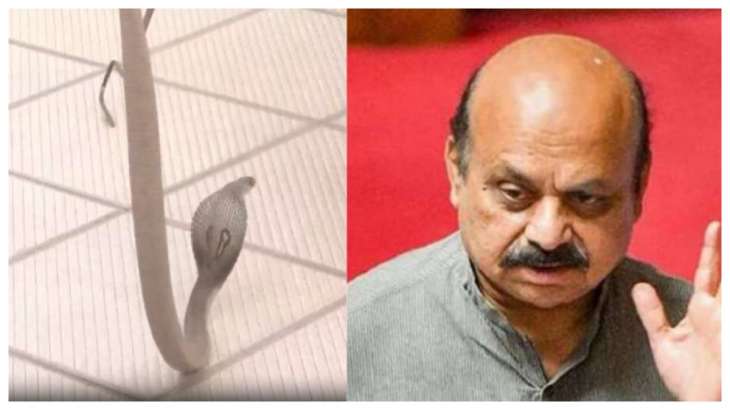 snakespottedatthebjpcampofficeinshiggaon