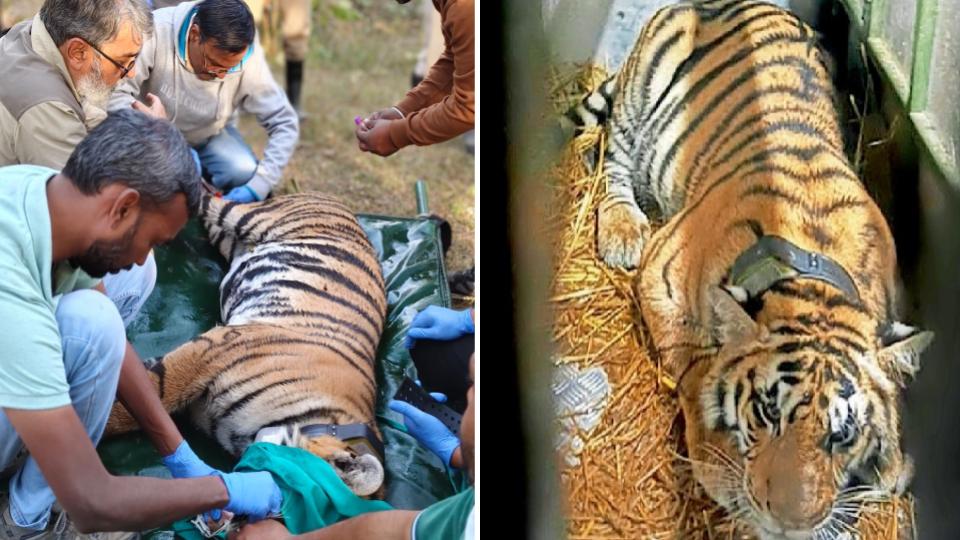 Tigress airlifted from Madhya Pradesh to boost genetic diversity
