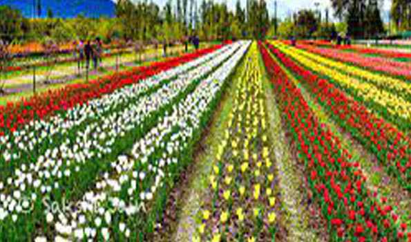 jk:over25lakhbloomingtulipsattracttouristsatsanasargarden