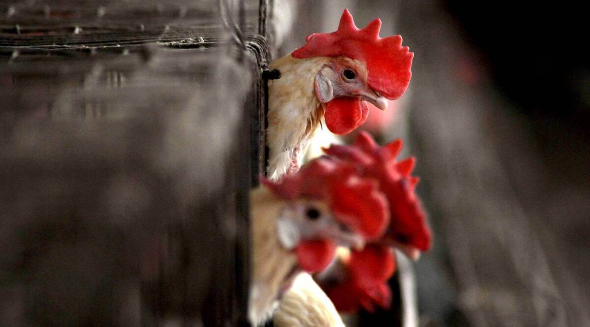 birdflu:poultrymarketsindelhitoreopenaftersamplestestnegativeforh5n1