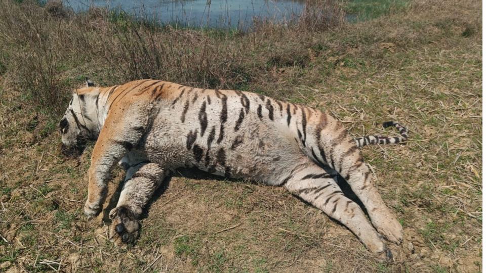 Tigress found dead in MP’s Kanha National Park