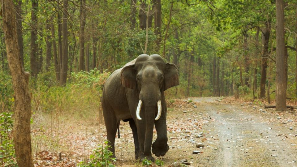 Wild elephant tramples 65-year-old farmer to death in Chittor