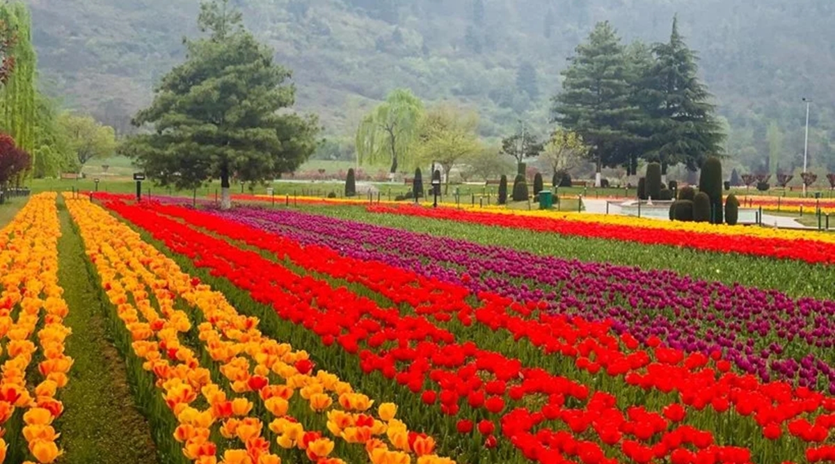 srinagar’stulipgardentobeclosedfromtoday