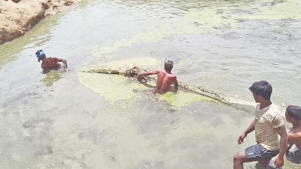 Predator Fishes Being Removed From Vedanthangal Lake In Chennai