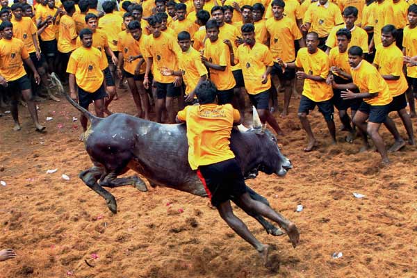 liftingbanontamingsportjallikattuchallengedinsupremecourt