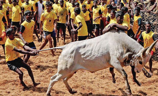 centreallowsjallikattuintamilnadu