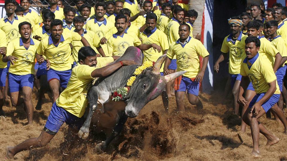 jallikattulikelyintwodays:panneerselvam