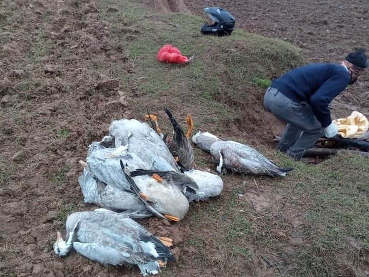 birdflu:over200migratorybirdsfounddeadinhimachalpradesh