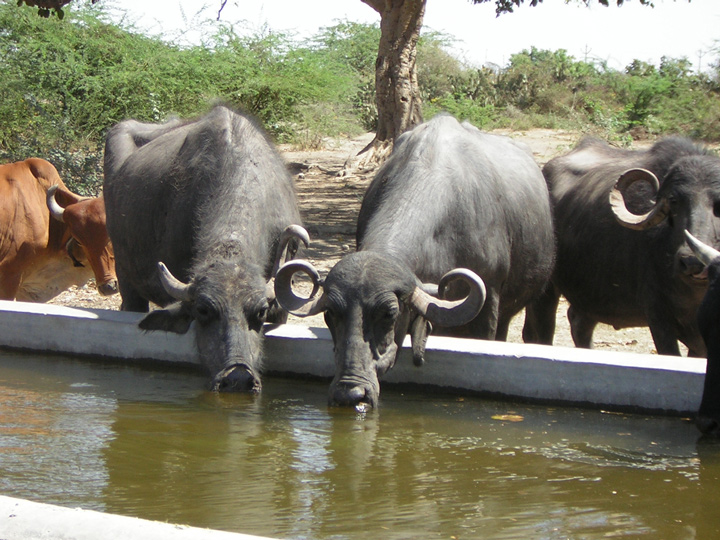 buffaloeslikelytoberemovedfromgovernmentsnoslaughterlist