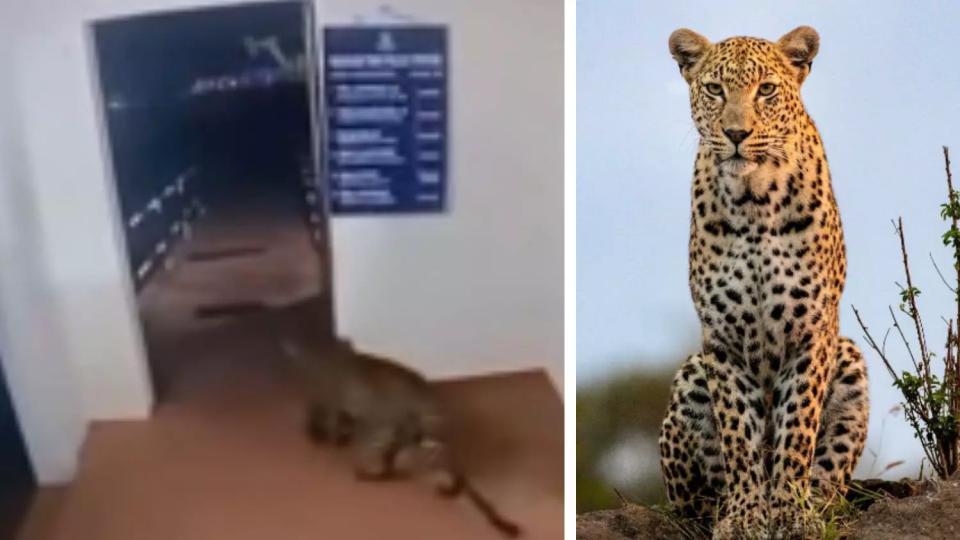 leopardstrollsintotnpolicestationcop’scalmresponsewinspraise