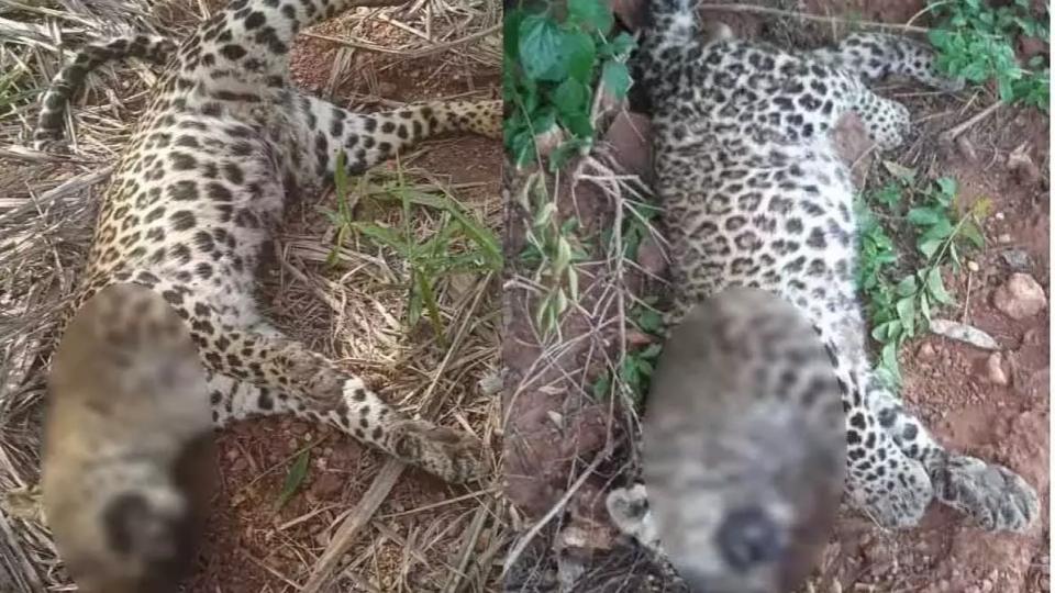twosubadultleopardsfounddeadinandhrapradesh