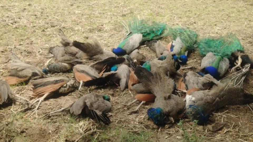 20 Peacocks Found Dead in Tumakuru district, Karnataka