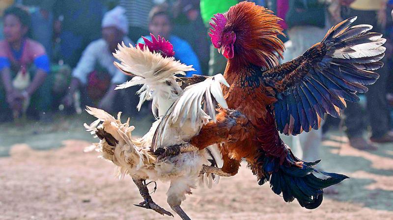 croresofrupeesbetoncockfightsingodavaridistricts