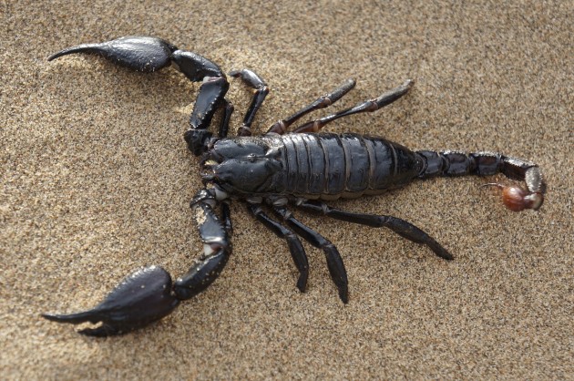 scorpionbiteswomanpassengeronboardairindiaflight