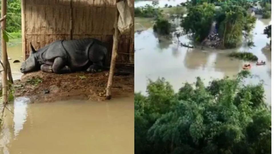 114wildanimalsdeadinfloodhitkaziranganationalpark95rescued
