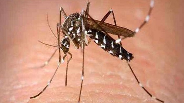 schoolscollegesindiphuassamskarbiclosedduetodengueoutbreak