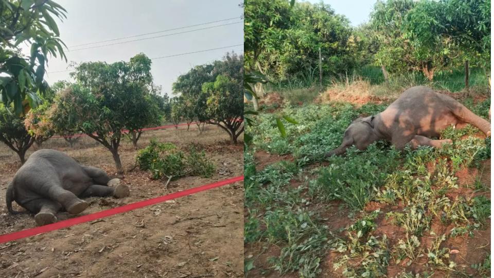 twowildelephantselectrocutedintirupatiap