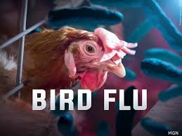 birdfluoutbreakinbihar