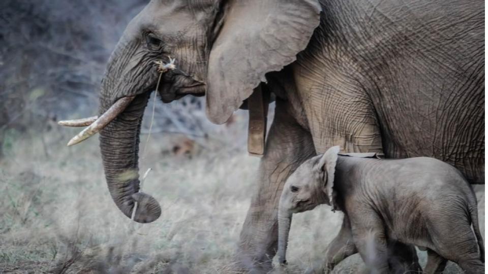 elephantdiesduetoelectrocutionintamilnadu