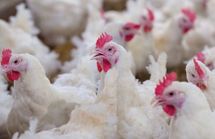 norecordofcoronavirusinbroilerchicken:govt