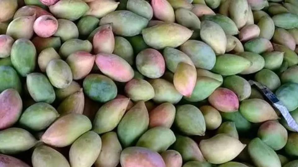 ICAR Panel to Study Totapuri Mango Price Crash in Andhra