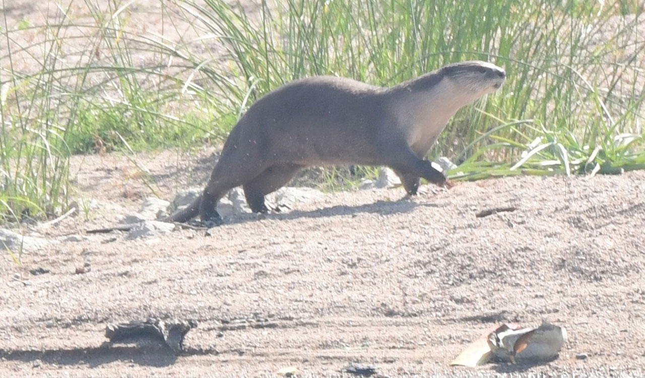 endangeredotterspeciesspottedinsrisailam