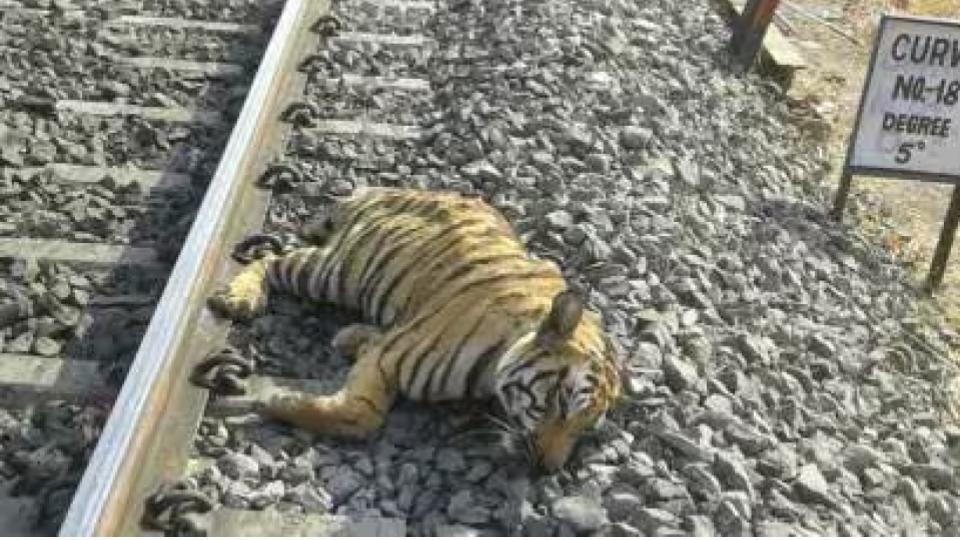 Tiger Dies After Being Hit By Train In Madhya Pradesh