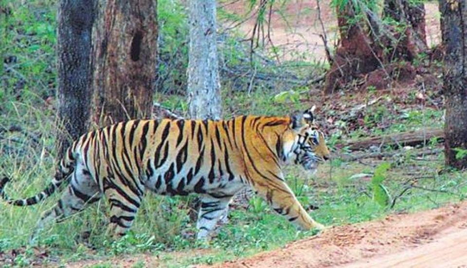tigerkillsmanincorbettreserve