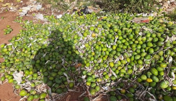 karnataka:farmersdumptonnesofmangoesonroadsideaspricesfall