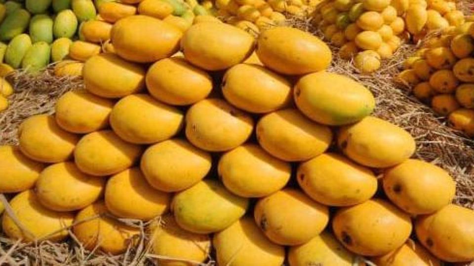 India exports Banganapalle mangoes to Singapore