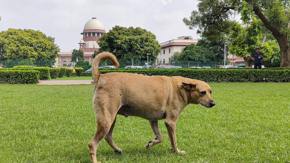 Supreme Court to Pass Order in Stray Dogs Case on Nov 7
