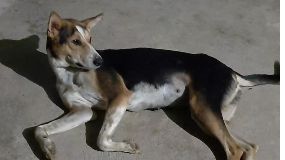 kalisacrificeslifetosave30childreninbhubaneswarvillagemournsherodog