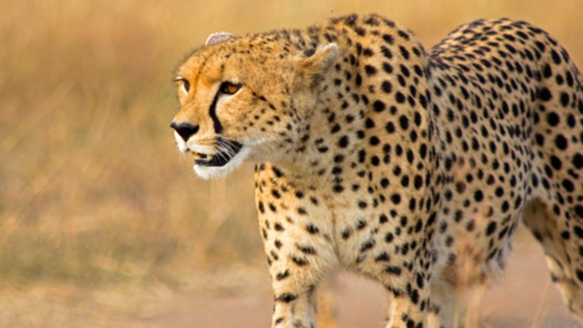 pmmoditoinauguraterelocationprojectofcheetahsinmadhyapradesh