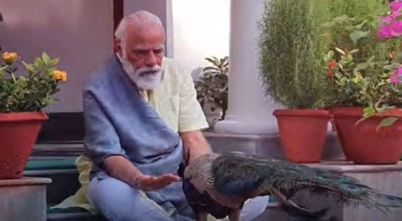 pmmodifeedspeacocksathisresidenceduringmorningwalk